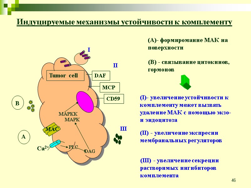 46 Индуцируемые механизмы устойчивости к комплементу Tumor cell DAF MCP CD59 I II III